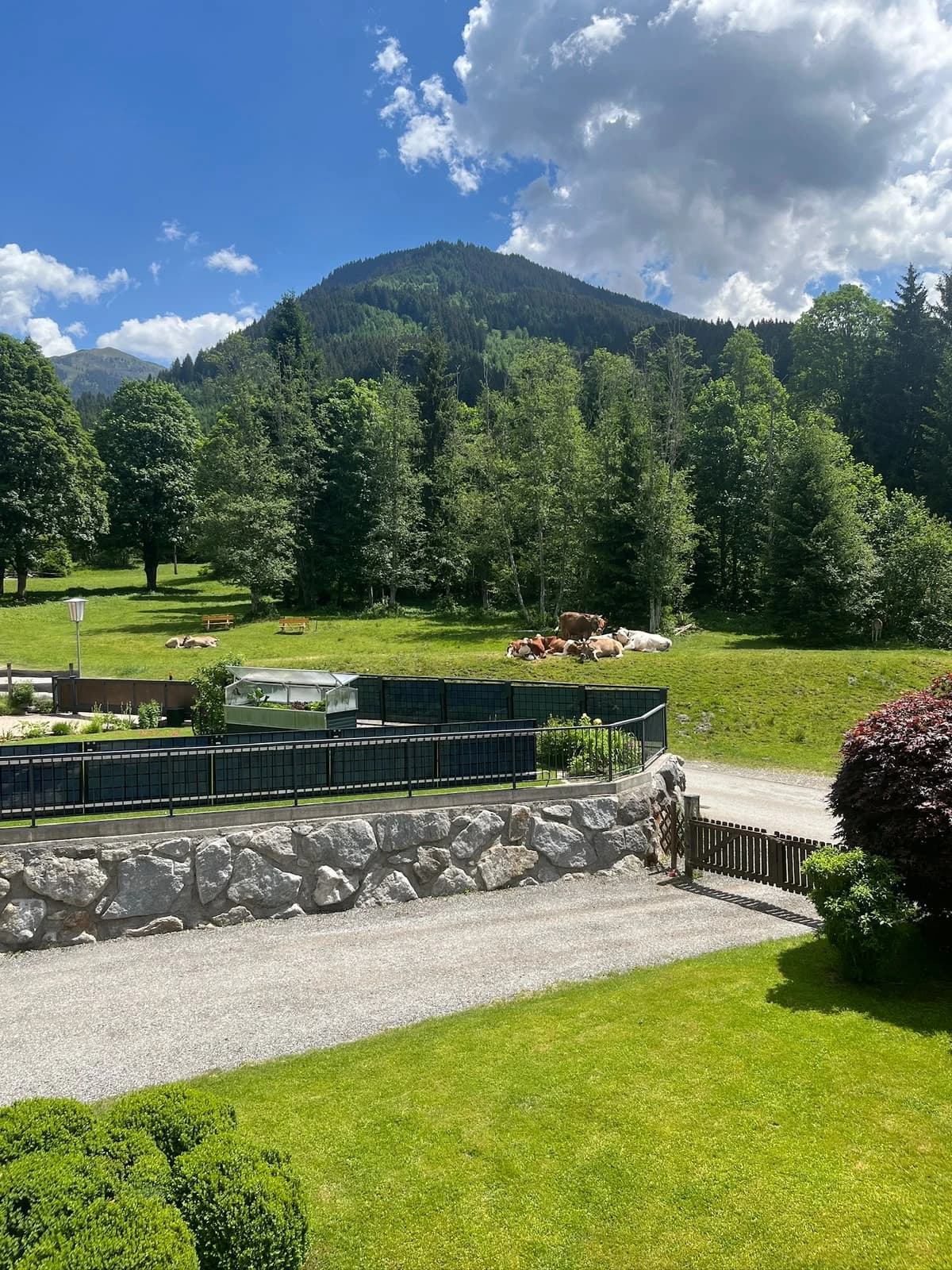 Originalaufnahme der benachbarten Weide mit Kühen, Wald und Bergkulisse